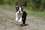 BOSTON TERRIER 212